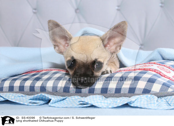 lying shorthaired Chihuahua Puppy / SS-40096