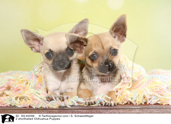 2 Kurzhaarchihuahua Welpen / 2 shorthaired Chihuahua Puppies / SS-40098