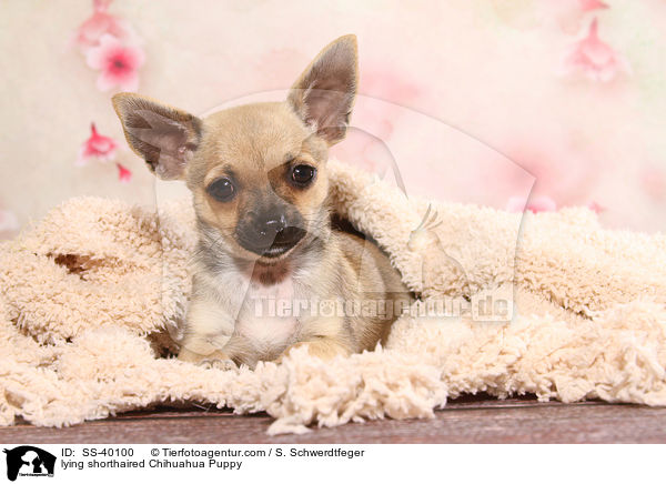 lying shorthaired Chihuahua Puppy / SS-40100