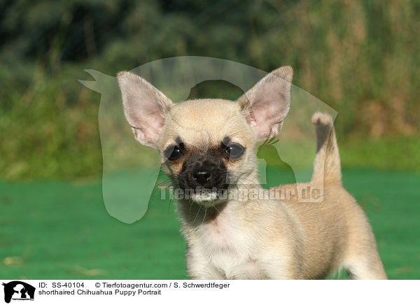 shorthaired Chihuahua Puppy Portrait / SS-40104