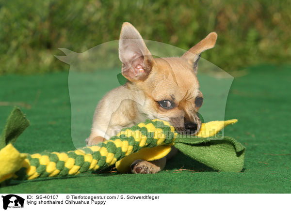 lying shorthaired Chihuahua Puppy / SS-40107