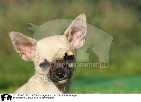 shorthaired Chihuahua Puppy Portrait / SS-40110