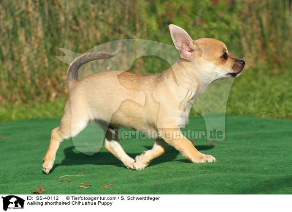 walking shorthaired Chihuahua Puppy / SS-40112
