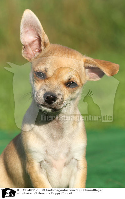 shorthaired Chihuahua Puppy Portrait / SS-40117