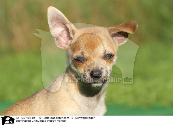 shorthaired Chihuahua Puppy Portrait / SS-40119