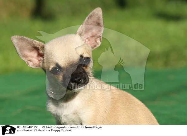 shorthaired Chihuahua Puppy Portrait / SS-40122