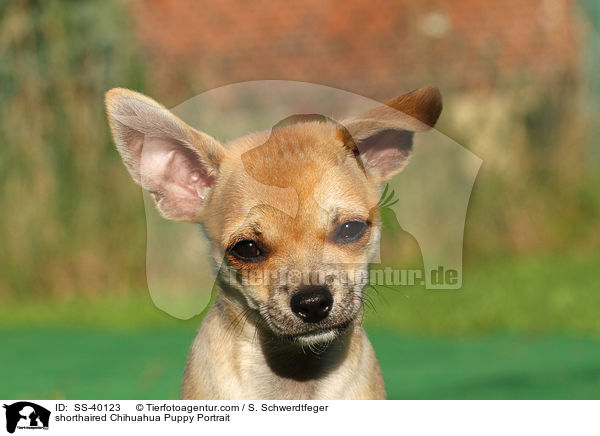 shorthaired Chihuahua Puppy Portrait / SS-40123