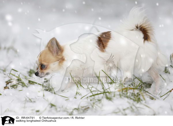 walking longhaired Chihuahua / RR-64791