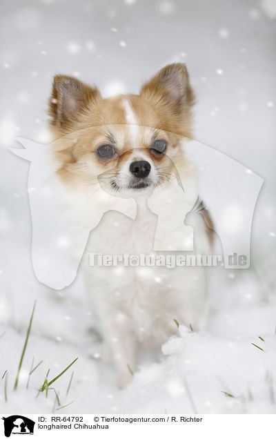longhaired Chihuahua / RR-64792