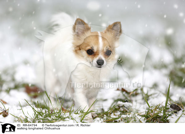 walking longhaired Chihuahua / RR-64794