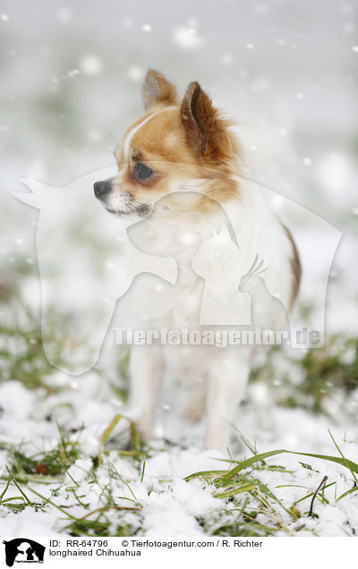 longhaired Chihuahua / RR-64796