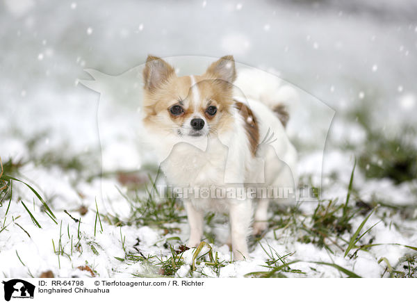 longhaired Chihuahua / RR-64798