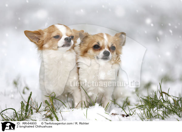 2 longhaired Chihuahuas / RR-64800