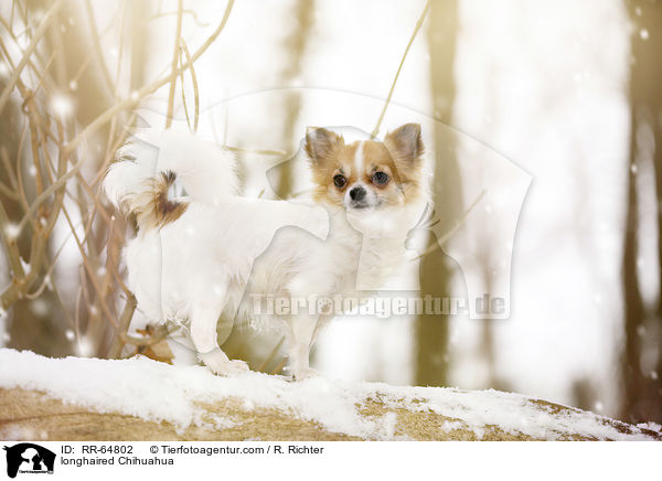 longhaired Chihuahua / RR-64802