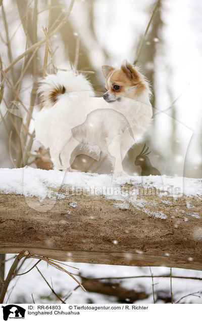 longhaired Chihuahua / RR-64803