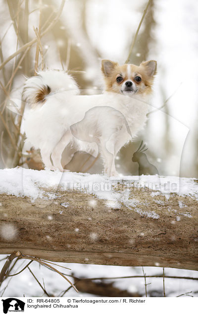longhaired Chihuahua / RR-64805