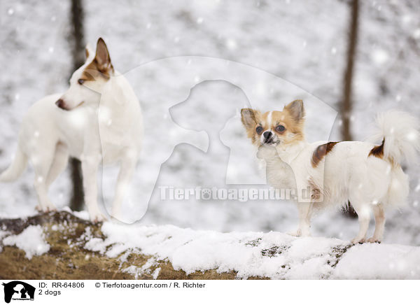 2 dogs / RR-64806