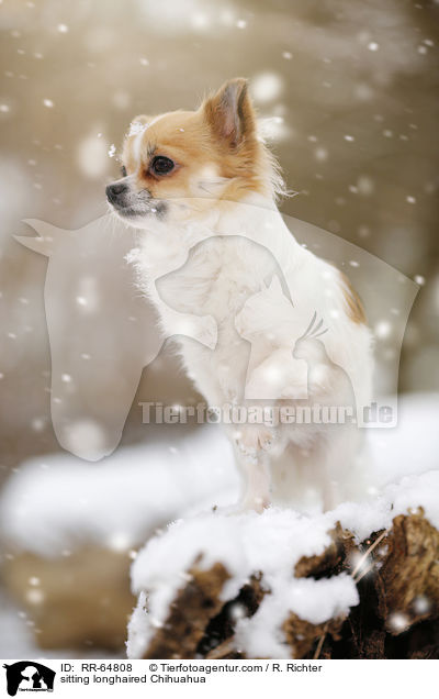 sitting longhaired Chihuahua / RR-64808