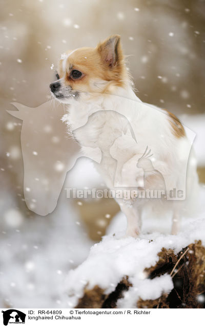 longhaired Chihuahua / RR-64809
