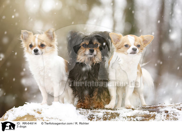 3 dogs / RR-64814