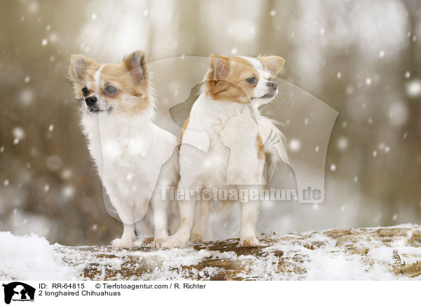 2 longhaired Chihuahuas / RR-64815