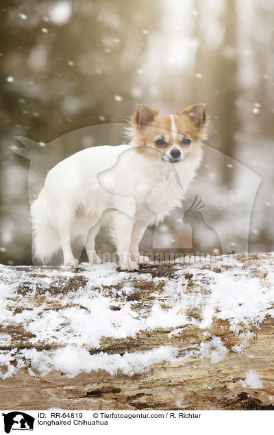 longhaired Chihuahua / RR-64819