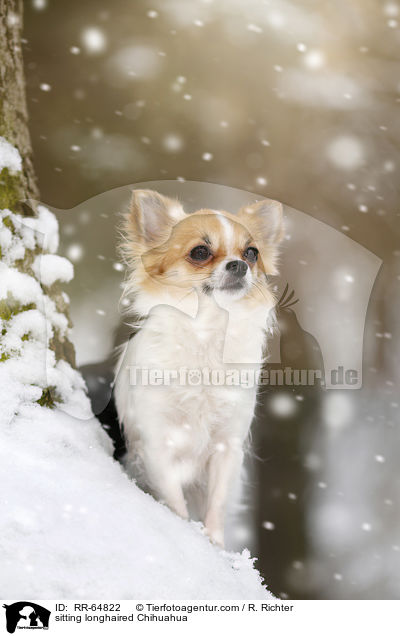 sitting longhaired Chihuahua / RR-64822