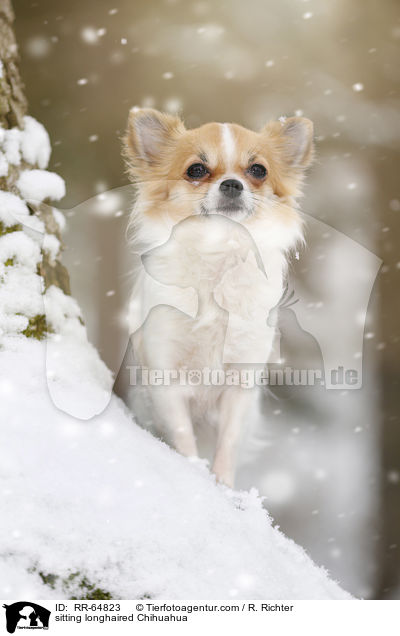 sitting longhaired Chihuahua / RR-64823