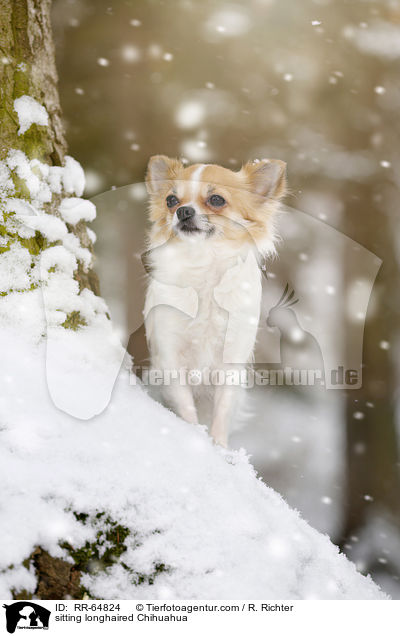 sitting longhaired Chihuahua / RR-64824