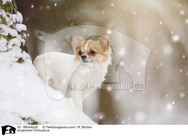longhaired Chihuahua / RR-64826