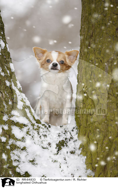 longhaired Chihuahua / RR-64833