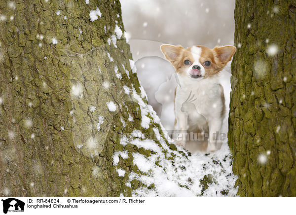 longhaired Chihuahua / RR-64834