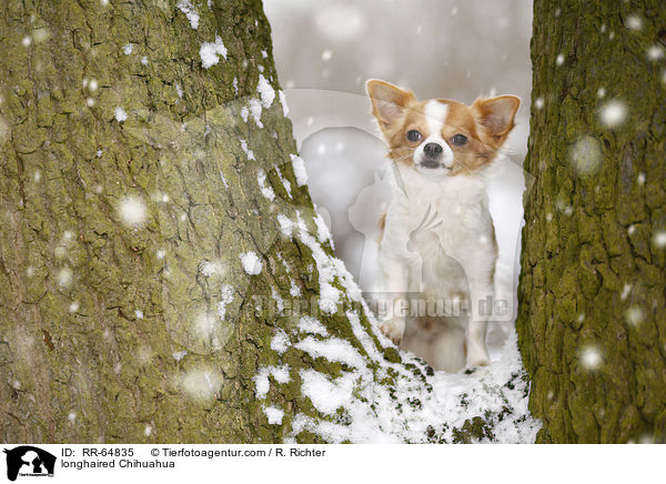 longhaired Chihuahua / RR-64835