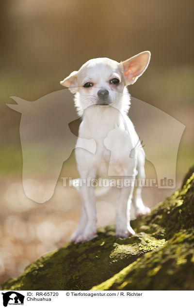 Chihuahua / Chihuahua / RR-65720