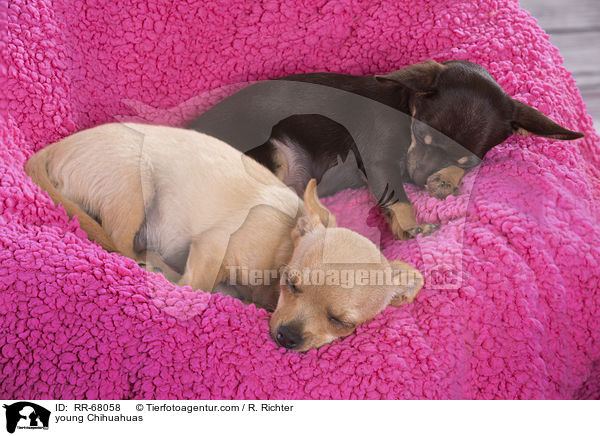 junge Chihuahuas / young Chihuahuas / RR-68058