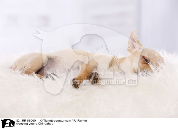 sleeping young Chihuahua / RR-68060