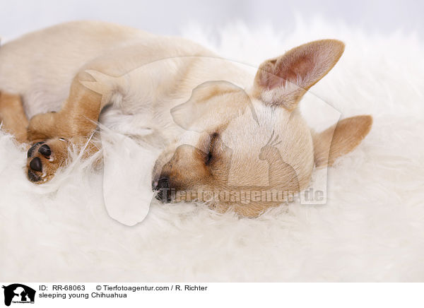 sleeping young Chihuahua / RR-68063