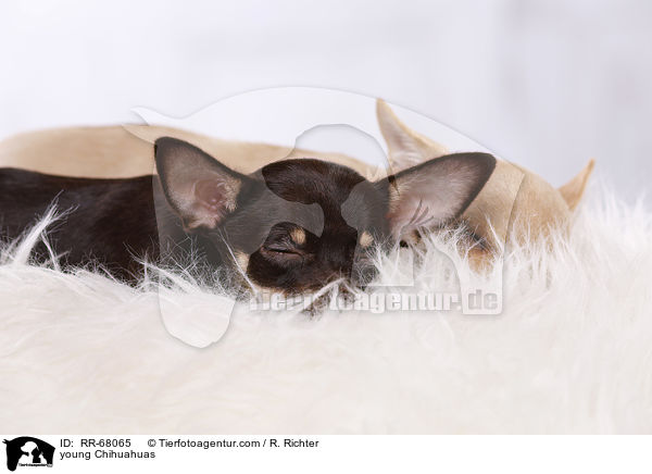 young Chihuahuas / RR-68065