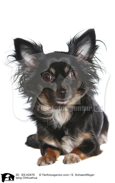lying Chihuahua / SS-42876
