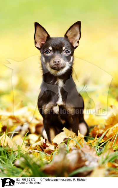 young Chihuahua / RR-75173