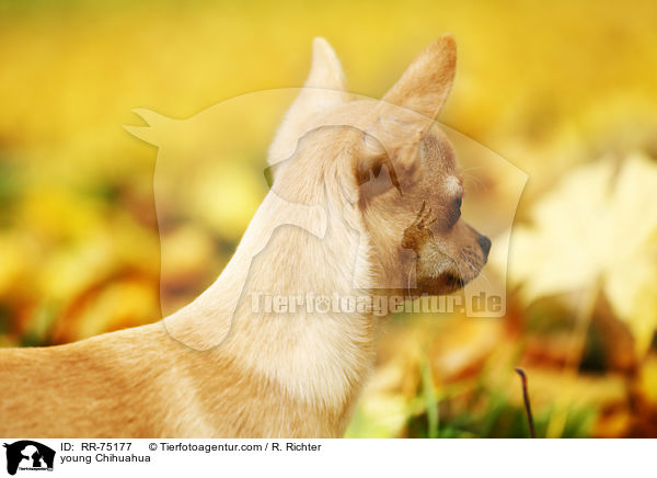young Chihuahua / RR-75177
