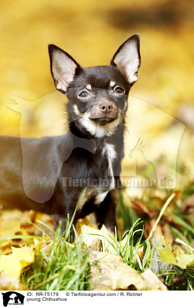 young Chihuahua / RR-75179