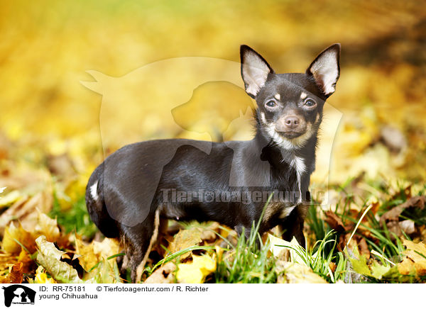young Chihuahua / RR-75181
