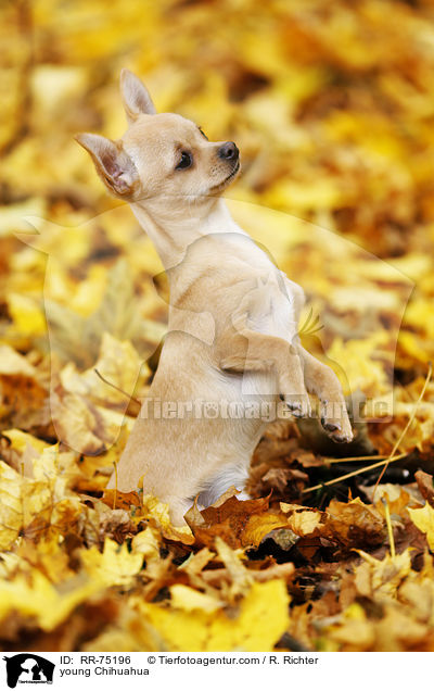 young Chihuahua / RR-75196