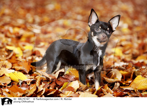 young Chihuahua / RR-75197
