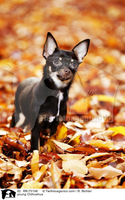 young Chihuahua / RR-75198