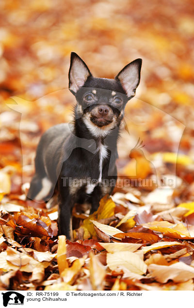 young Chihuahua / RR-75199