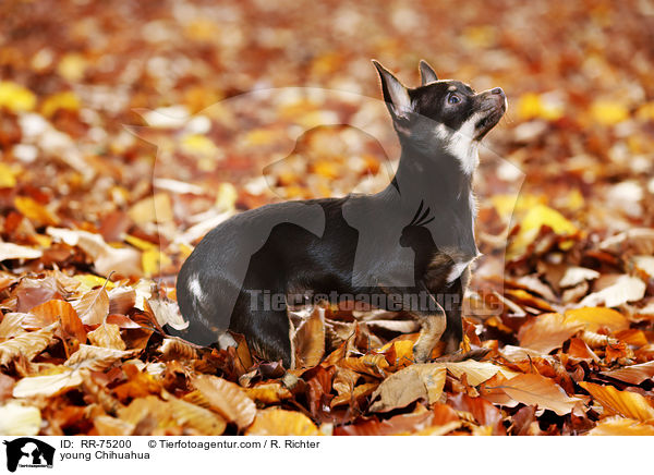 young Chihuahua / RR-75200