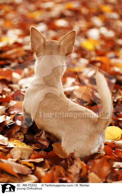 young Chihuahua / RR-75202