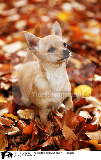 young Chihuahua / RR-75203